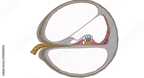 The cochlea is the p of the inner ear involved in hearing.