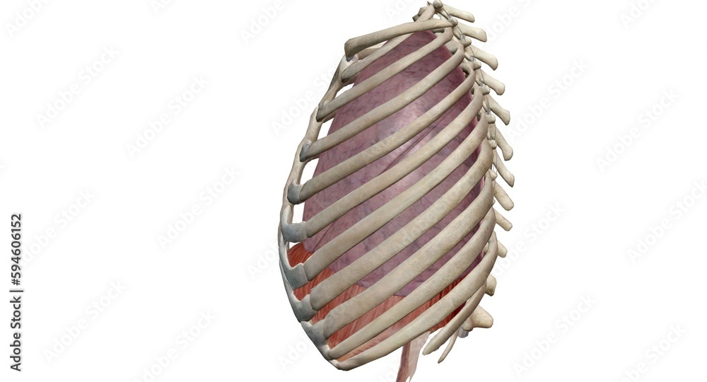Fototapeta premium Your thoracic cavity is a space in your chest that contains orga