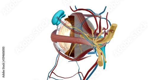 The lacrimal apparatus is the physiological system containing the orbital structures for tear production and drainage.