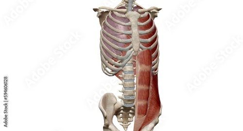 Foto The rectus and transverse abdominis and the oblique muscles are engaged during e
