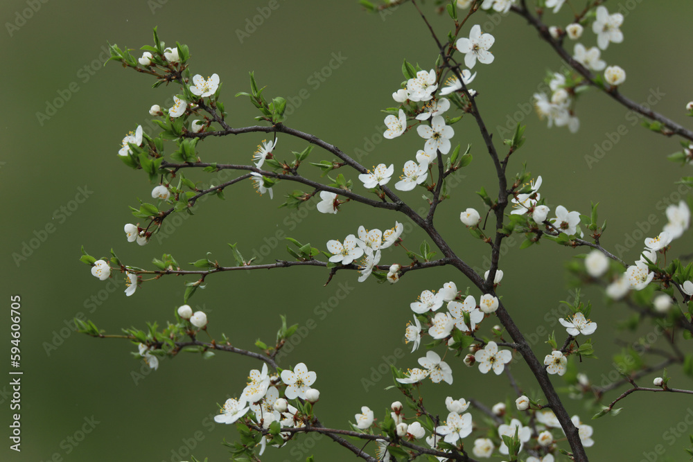 flowering fruit trees in spring, flowering tree