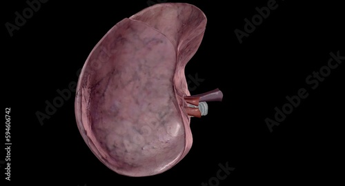 The hilum is a depression or fissure where structures such as blood vessels and nerves enter an organ. photo