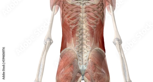 Your core muscles are the muscles deep in the abdomen and back t