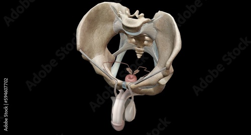 The male reproductive system includes the interior, including the prostate gland, vas deferens, and urethra.