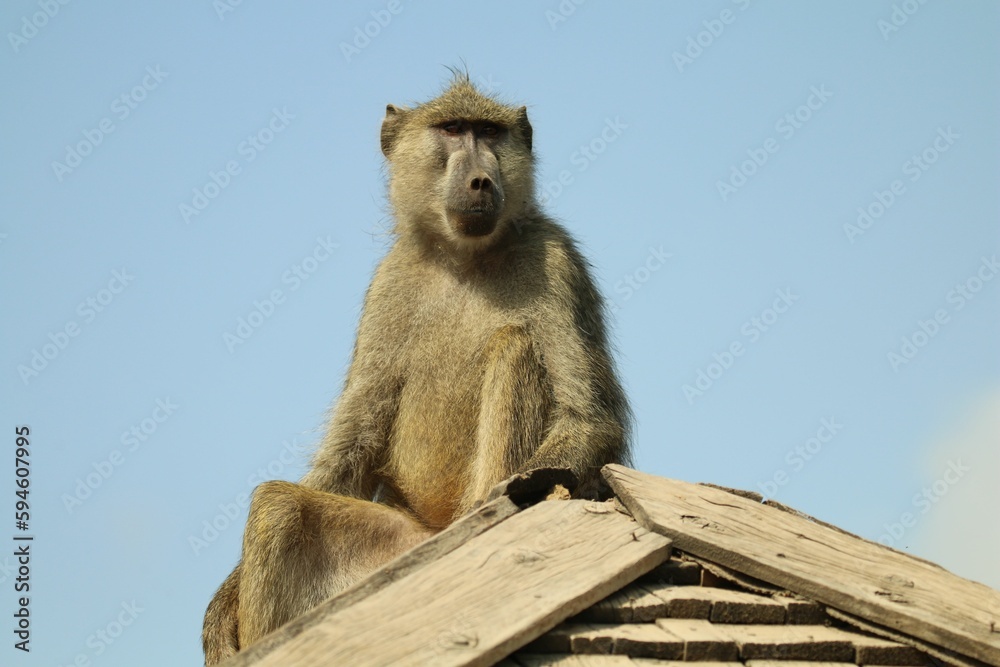 Baboon is perched on top of a rooftop