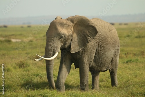Elephant standing in a lush green grassy field.