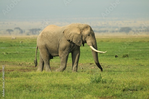 Majestic Asian elephant is walking through a large grassy field