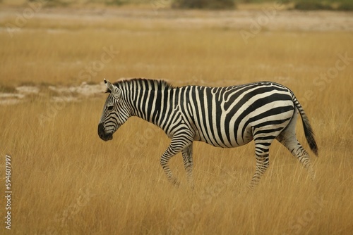 Zebra walking across a dry grassy field