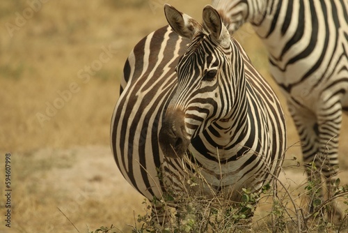 Zebra standing next to a bush eating