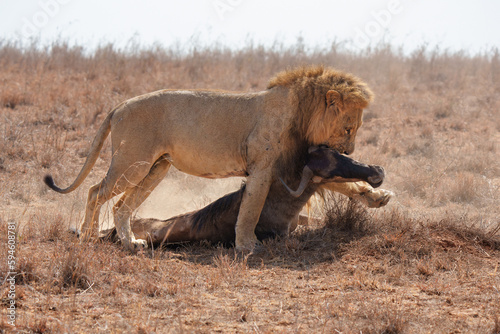 Male Lion Dragging Wildebeest by the Head in Nairobi National Park  photo