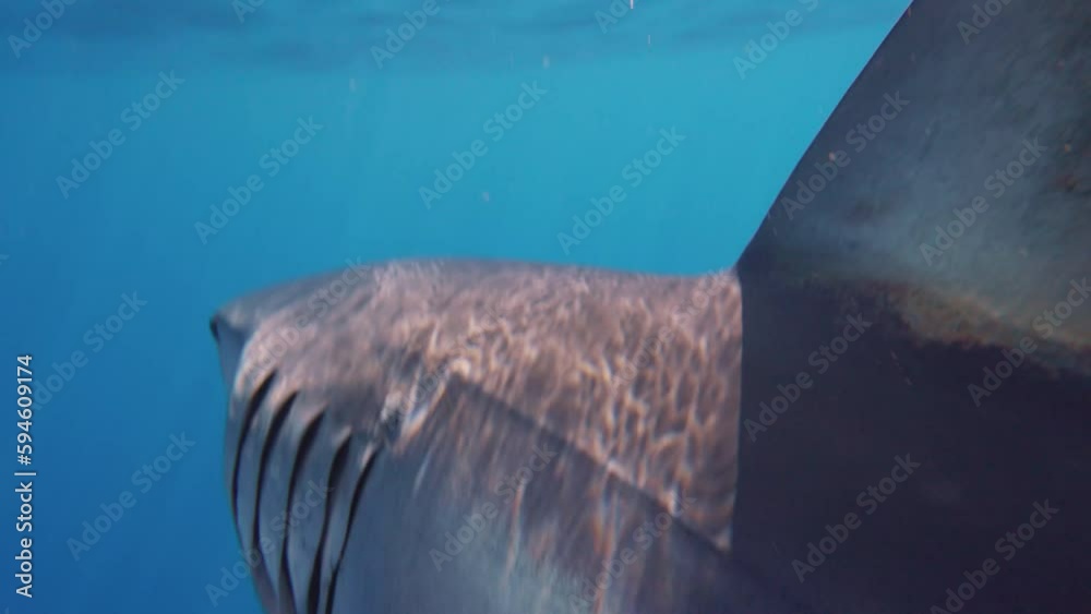 Closeup of great white shark mako swimming underwater in front of