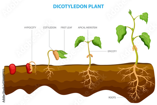 Dicotyledon plants, or dicots, are a group of flowering plants with two embryonic leaves photo