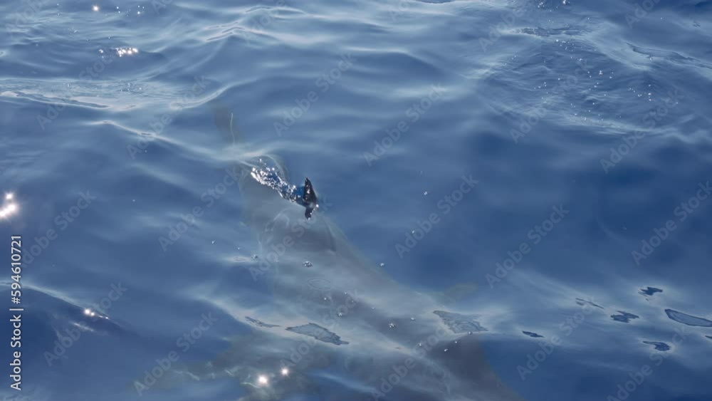 Closeup of great white shark mako swimming underwater in front of
