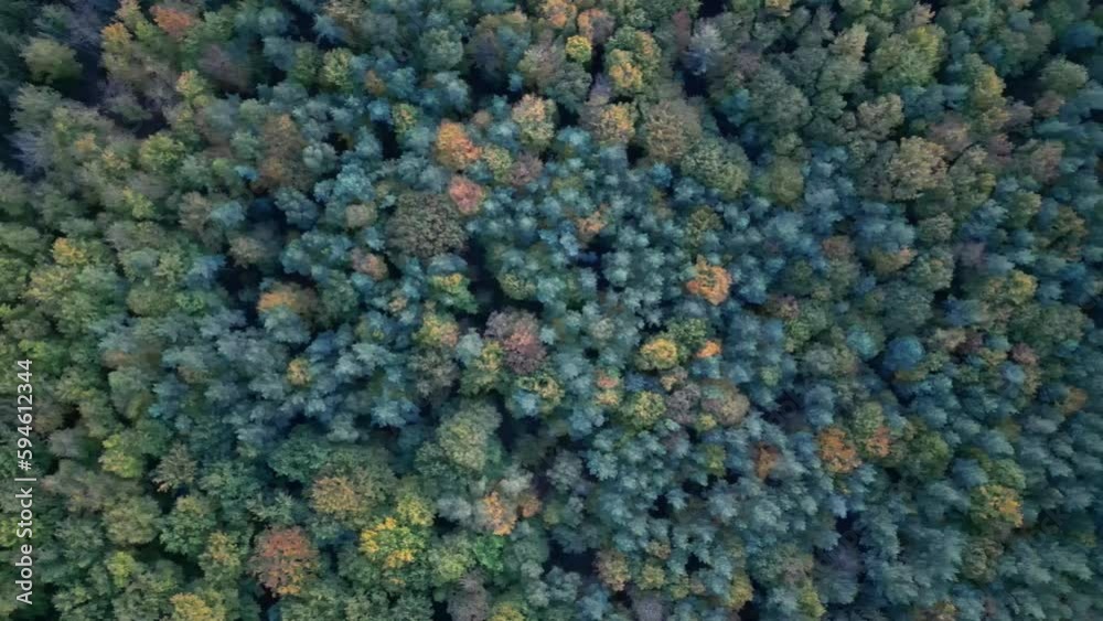 Aerial top view of green trees growing in a forest in Germany