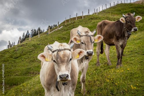 cows on the meadow in the alps at switzerland