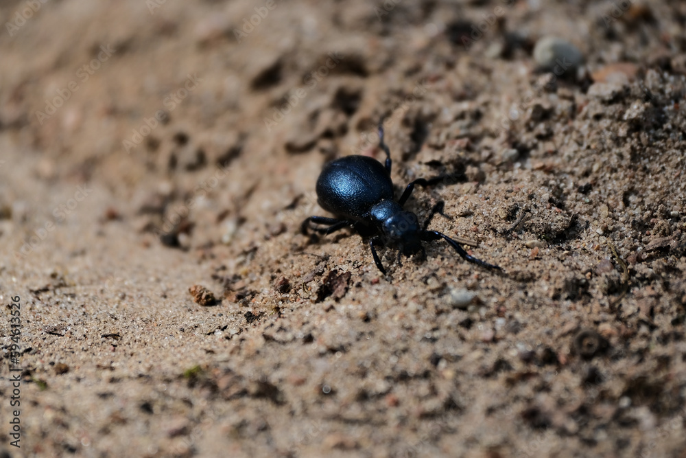 Black beetle on the ground in the nature. Macro. Selective focus.