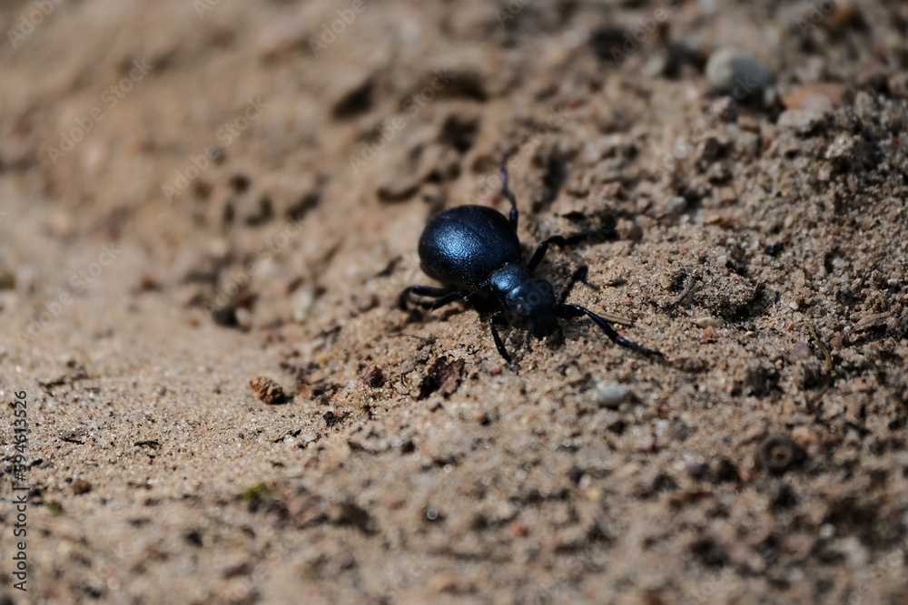Black beetle on the ground in the nature. Macro. Selective focus. Black beetle on the ground in the nature. Macro. Selective focus.
