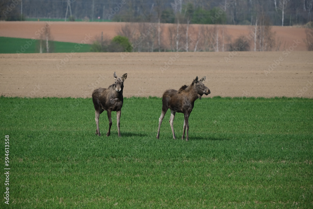 Obraz premium Two moose on a green meadow 