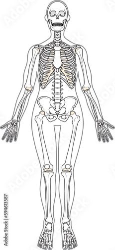 全身骨格　前面　女性　体表あり