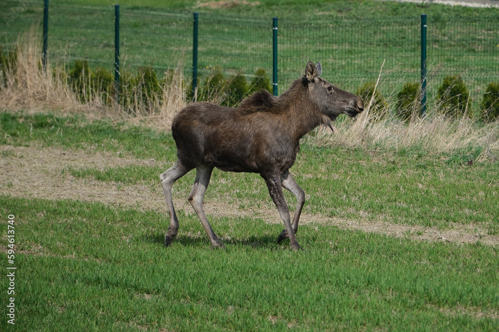 Moose, Alces alces, also known as the elk. Moose, Alces alces, also known as the elk.