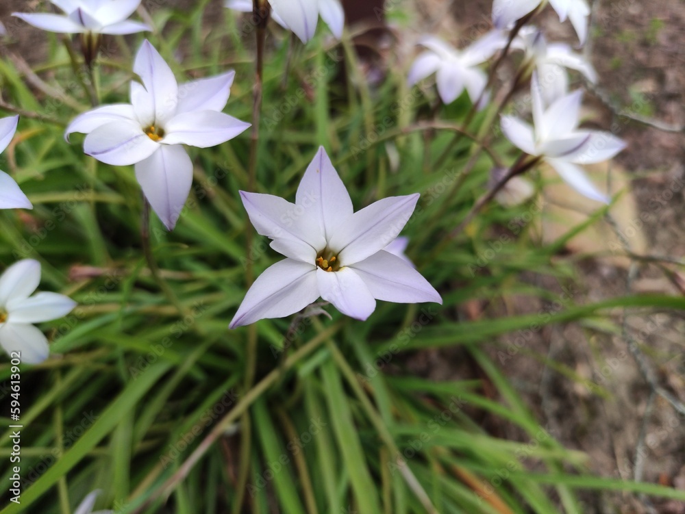 Closeup of white spring flower Ipheion uniflorum Closeup of white spring flower Ipheion uniflorum