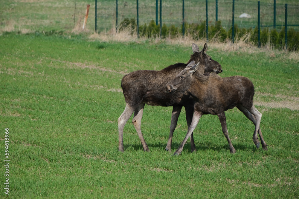 Fototapeta premium Two moose on a green meadow 
