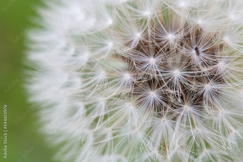 Closeup of a dandelion flower on a blurred background Closeup of a dandelion flower on a blurred background