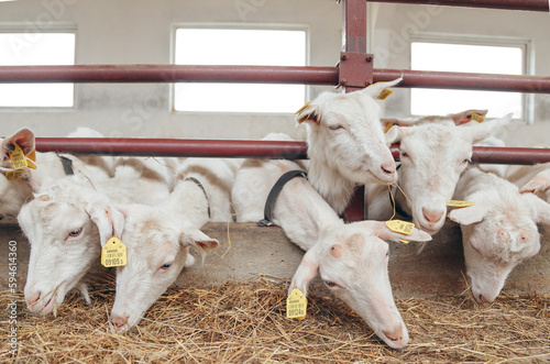 Goats eat hay or grass on the farm. Farm livestock farming for the industrial production of goat milk dairy products