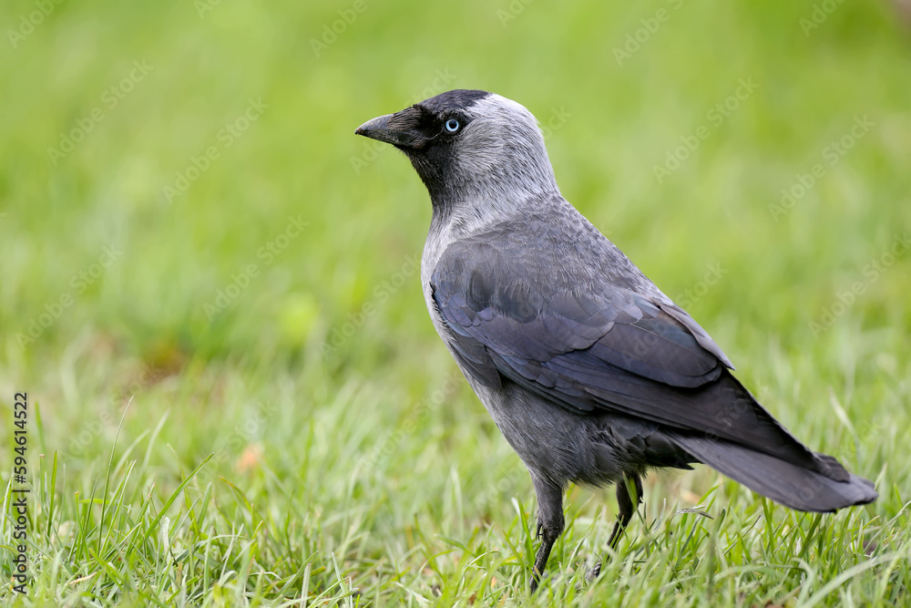 Close-up and bright photo of western jackdaw (Coloeus monedula) walking on green grass with blooming dandelions. Unusual angle and detailed photos of bird plumage Close-up and bright photo of western jackdaw (Coloeus monedula) walking on green grass with blooming dandelions. Unusual angle and detailed photos of bird plumage