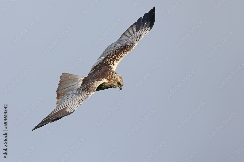 Obraz premium Male western marsh harrier (Circus aeruginosus) close-up in flight against a blue sky. Details of plumage and defining signs of a predator are clearly visible.