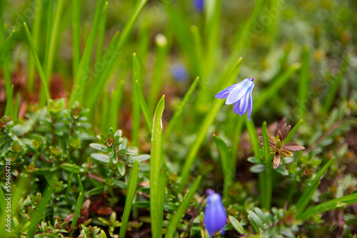 Scilla siberica or blue snowdrops, spring flower
