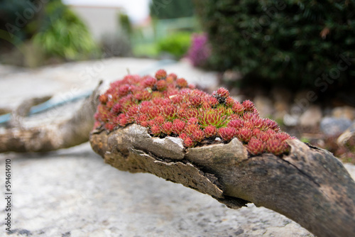 Sempervivum tectorum, the common houseleek