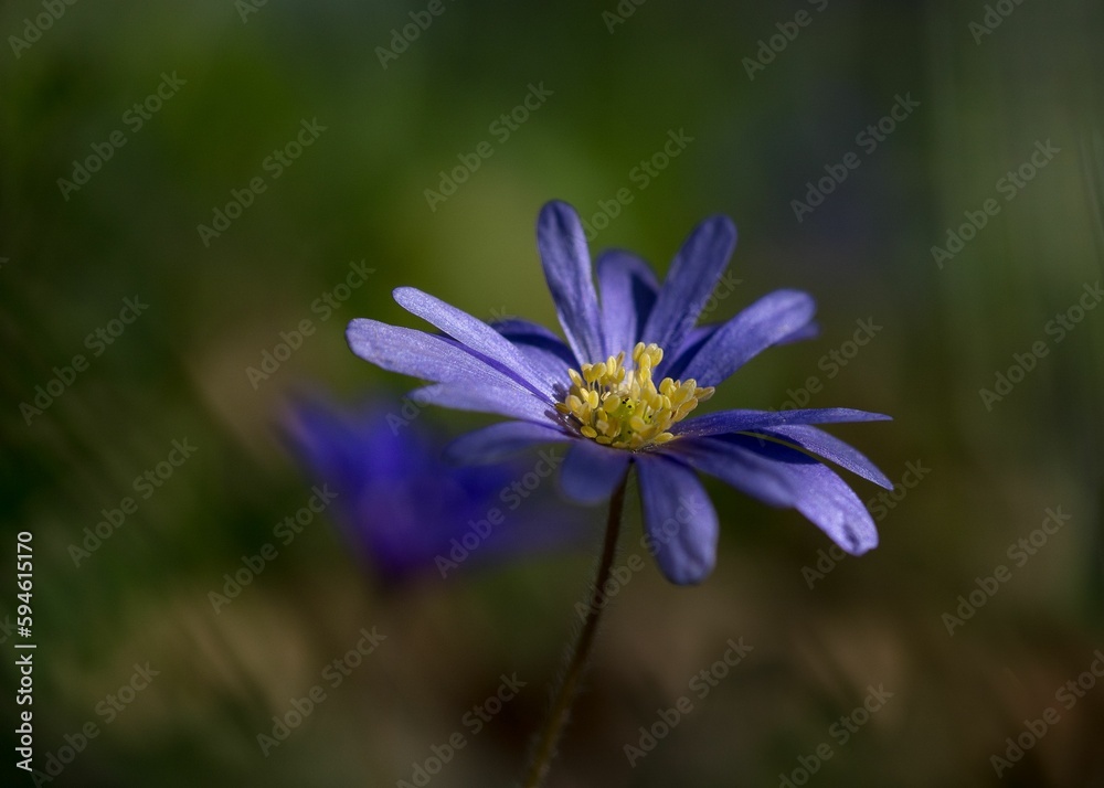 Scene of vibrant anemone wildflowers growing in a field Scene of vibrant anemone wildflowers growing in a field