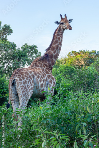 Wildlife Giraffe Closeup Habitat