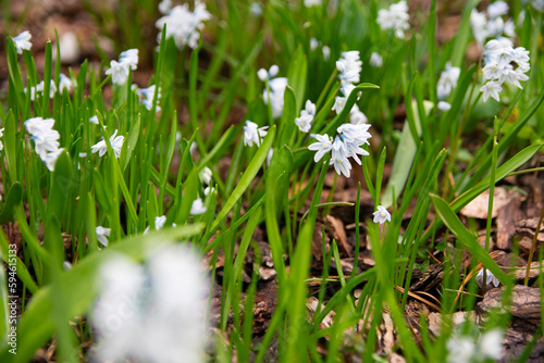 Puschkinia scilloides, commonly known as striped squill or Lebanon squill