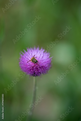 Bee pollinating a purple flower in the park in spring