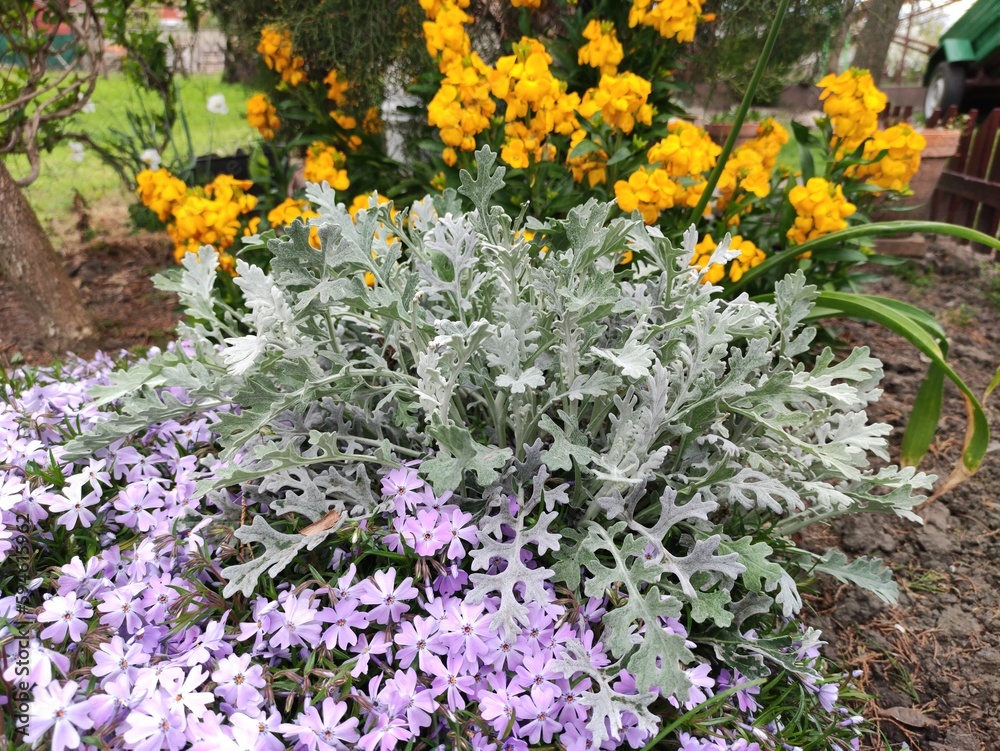 Closeup of the silver ragwoort and other flower