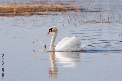 swan swimming in a pond with a grass stuck in the foreground