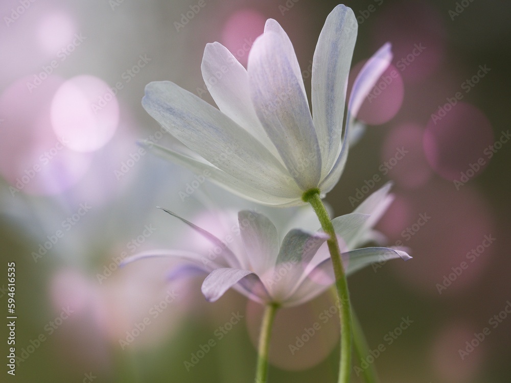 Scene of vibrant anemone wildflowers growing in a field Scene of vibrant anemone wildflowers growing in a field