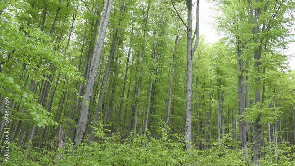 Beech trees in the mountain woods, tilting view Beech trees in the mountain woods, tilting view