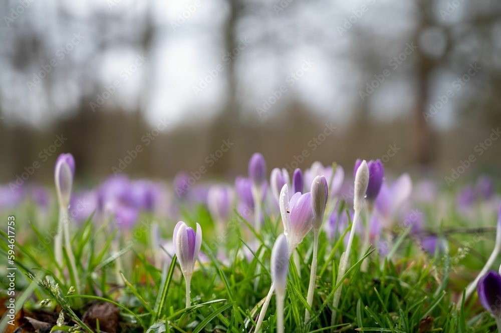 Lush green field dotted with vibrant purple crocuses