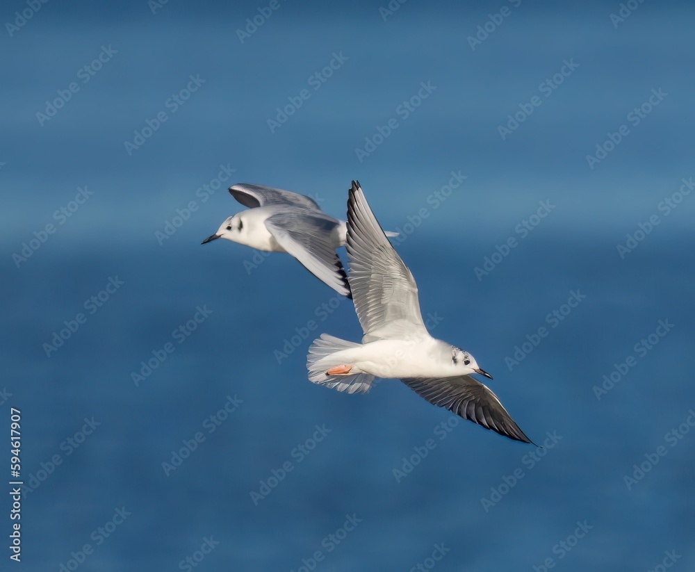 Birds soar through the sky over the vast ocean.
