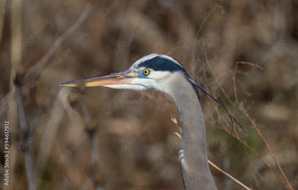 Closeup shot of a great blue heron with vibrant yellow eyes, a long neck and an orange beak. Closeup shot of a great blue heron with vibrant yellow eyes, a long neck and an orange beak.