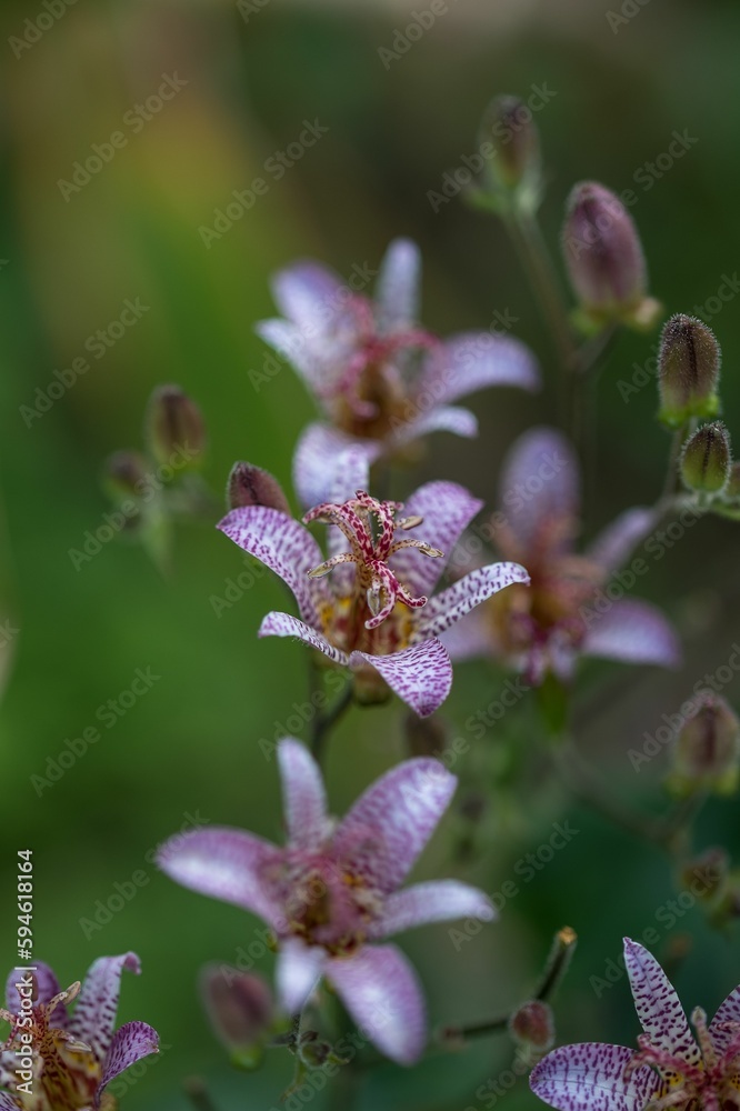 Vibrant and colorful Japanese toad lily in pink and purple colors in spring Vibrant and colorful Japanese toad lily in pink and purple colors in spring