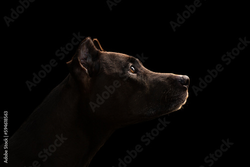 old american pit bull terrier dog sitting head profile portrait on a black background in the studio photo