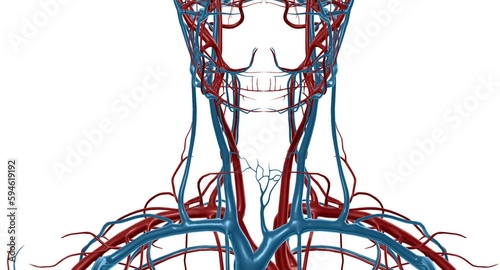 The carotid sheath contains the common and internal carotid arteries, the internal jugular vein, and the vagus nerve. photo