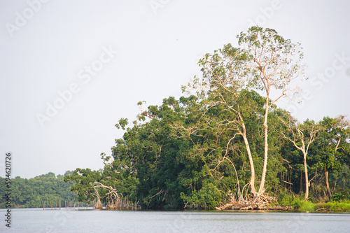 tree in the water