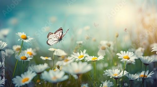 A butterfly over white daisies on a on sunny spring meadow, close-up macro. Landscape wide format, copy space. Delightful pastoral airy artistic image © Infinite Shoreline