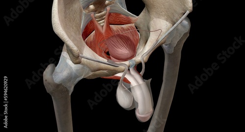 The pelvic floor muscles are located between the tailbone and the pubic bone within the pelvis.