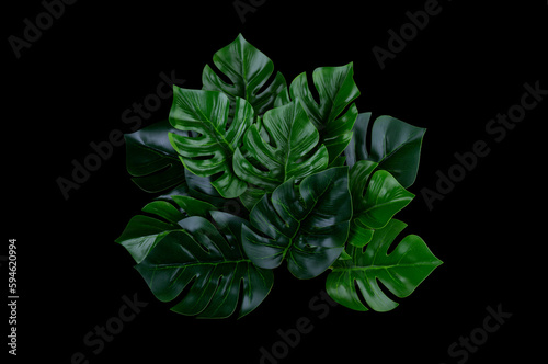 Tropical foliage plant bush floral arrangement from Monstera indoors garden nature backdrop isolated on black with clipping path..